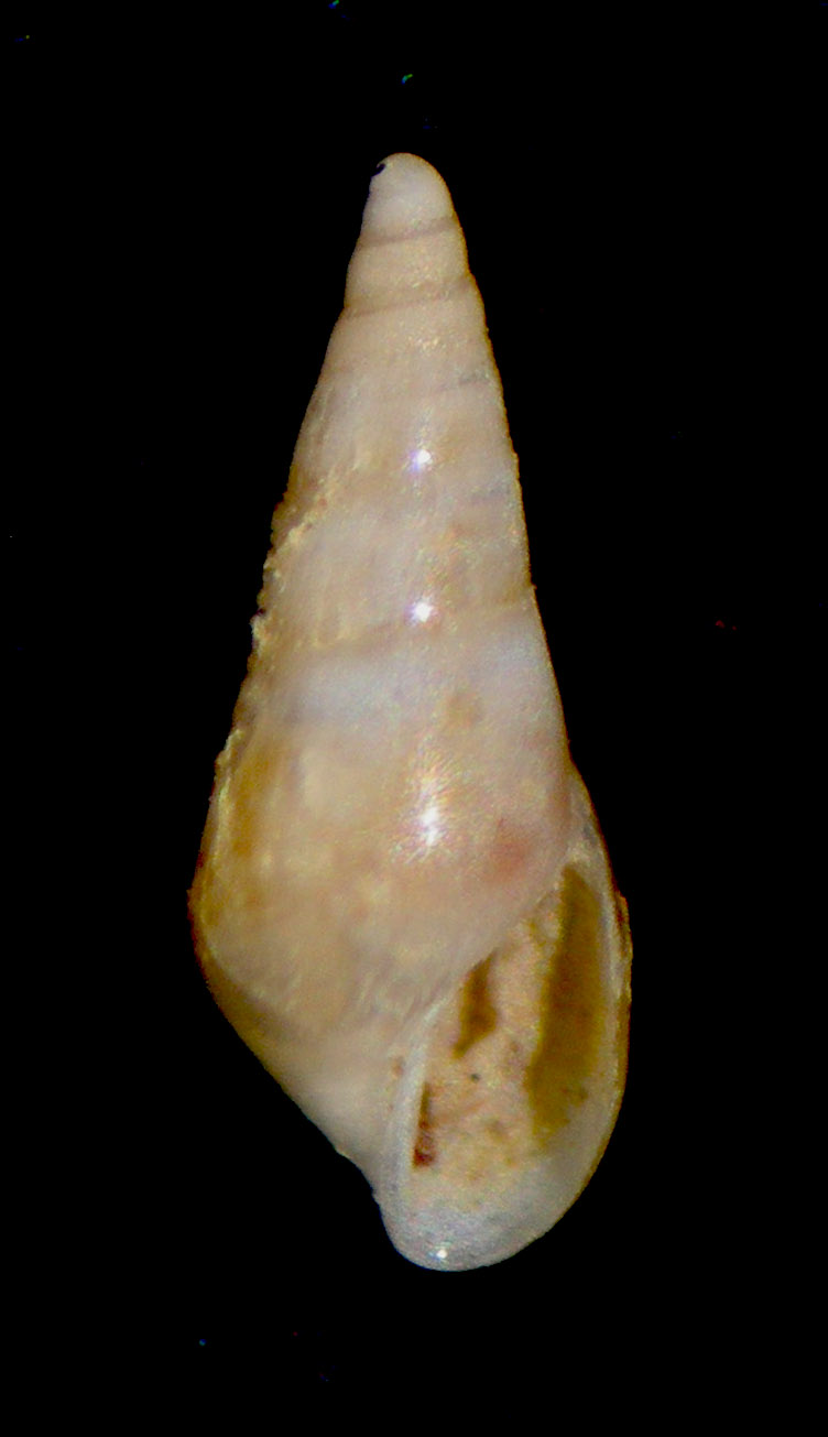 Sticteulima jaeffreysi??